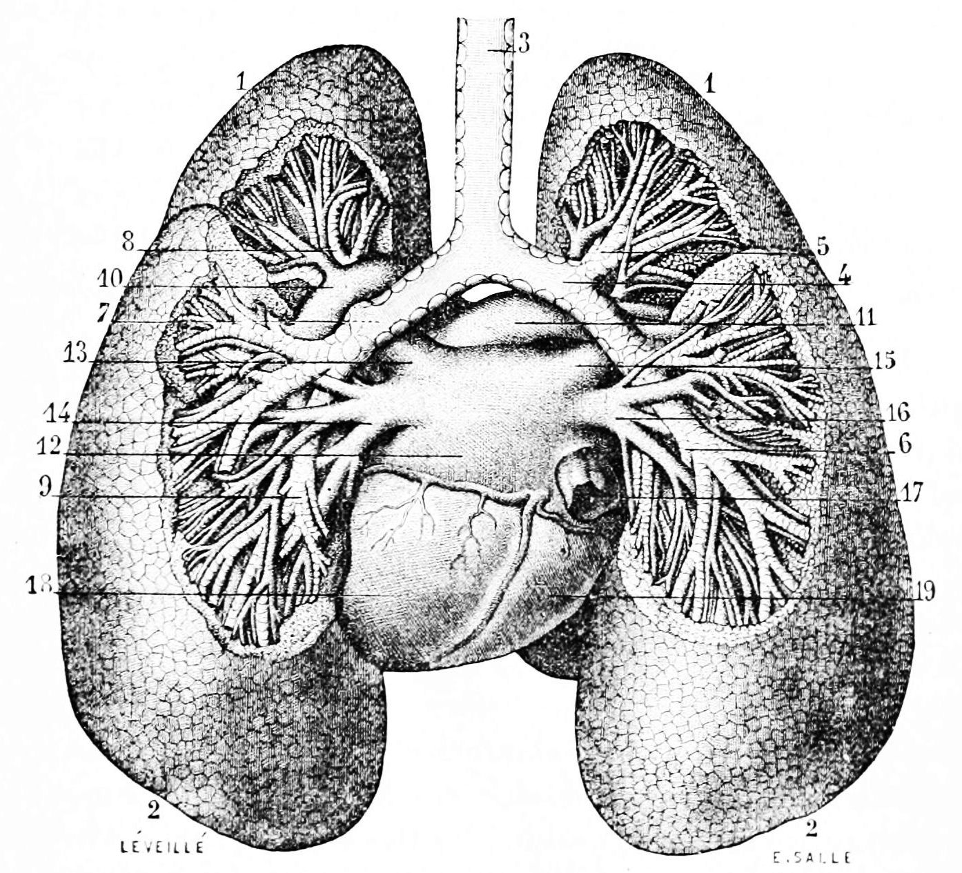 PSM_V20_D771_Bronchi_and_lungs_of_man.jpg